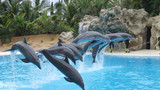дельфины в дельфинарии