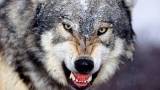 Волк злится