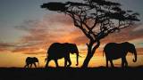 Слоны в саванне