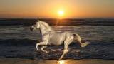 Лошадь и море