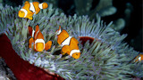 Кораллы возле водоростей
