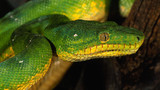 змей зеленый отдыхает