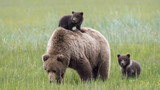 Семья медведей на прогулке