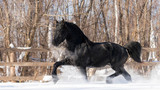 Конь в снегу