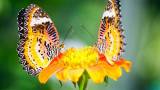 Две бабочки