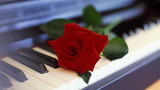 роза на клавишах