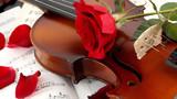 Роза на скрипке