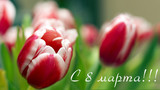 Весенние тюльпаны на 8 марта