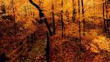 Осенний красивый  лес