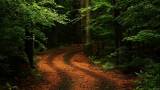 Темная дорога в лес