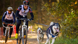 Велоспорт с собаками