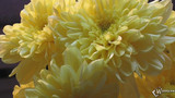 Желтые-хризантемы