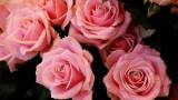 Букет ярких роз