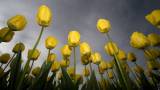 Красивые желтые тюльпаны