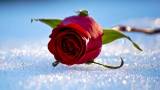 Роза на снегу