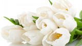 белые тюльпаны