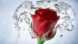 роза в воде