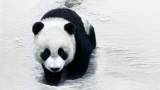 Панда идет