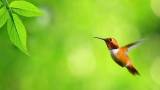 Птичка колибри