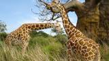 Жирафы с Африки