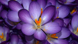 Crocus